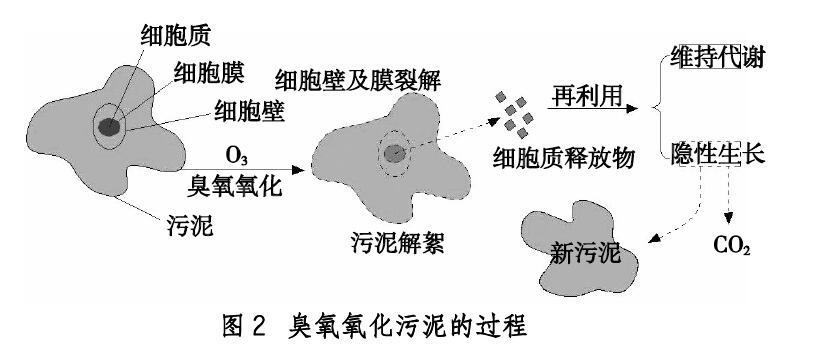 研究臭氧化污泥回流對出水水質及污泥性質的影響(2)
